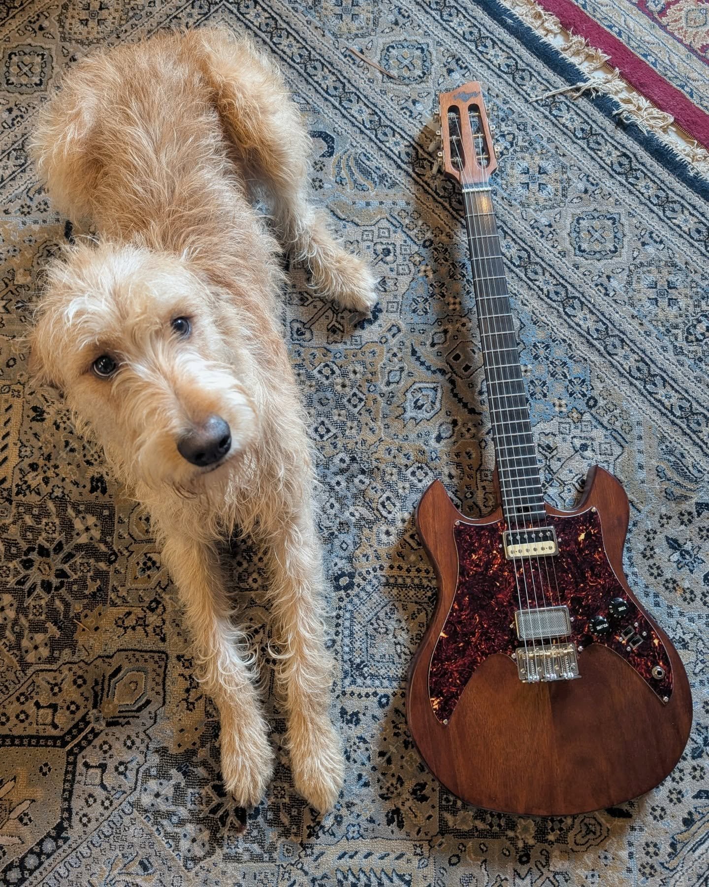 Dolly, photo 5